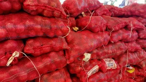 Fresh Red Onion Nashik Export Quality